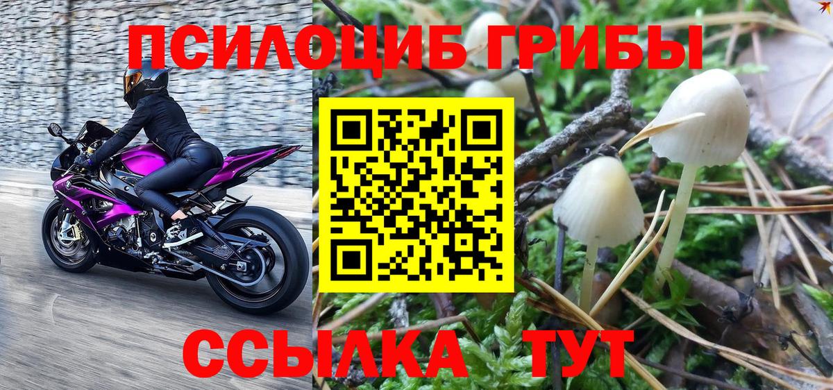 Сертолово  Псилоцибиновые грибы GOLDEN TEACHER  Вход с VPN 